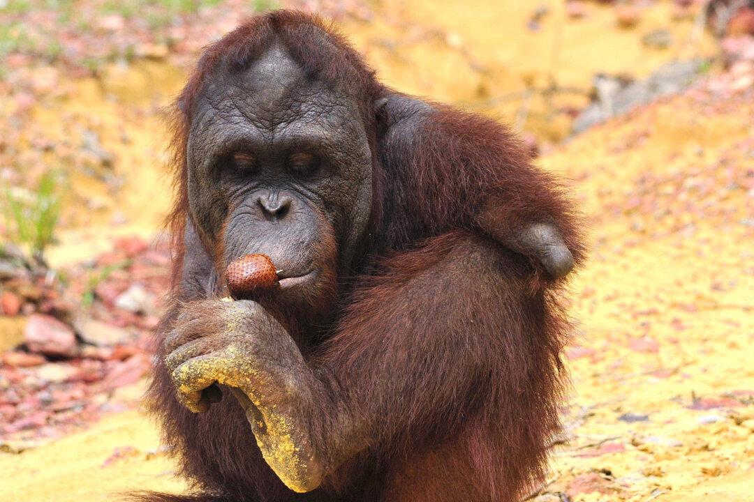Orangutan Lost Both Arms Escaping Captivity, Makes Inspiring Comeback in Forest Sanctuary