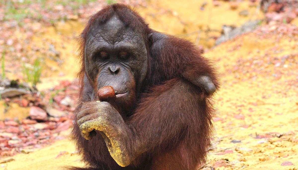 Orangutan Lost Both Arms Escaping Captivity, Makes Inspiring Comeback in Forest Sanctuary