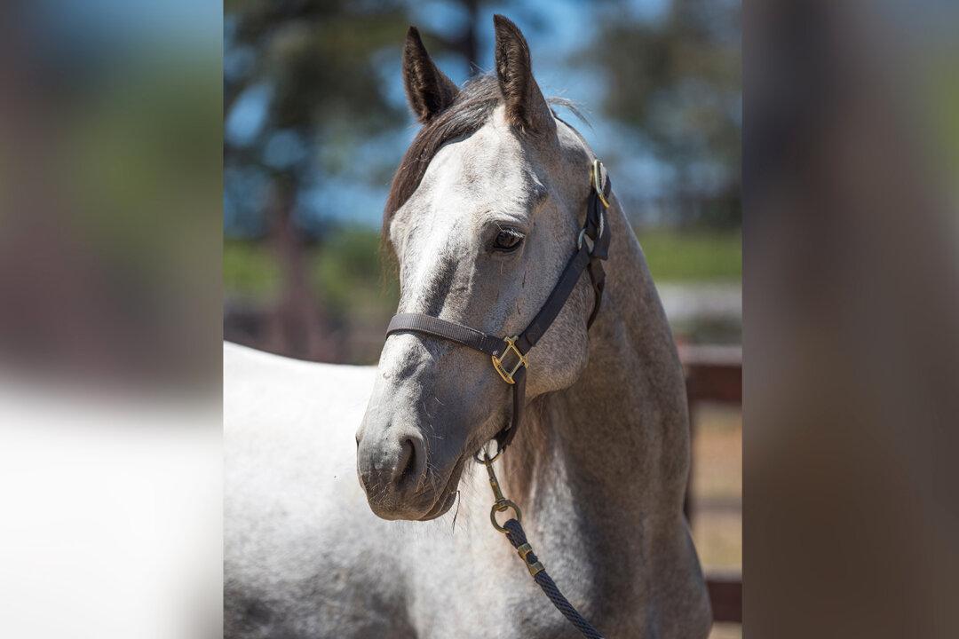 The Space Force Recruits 5-Year-Old Wild Mustang for Its Conservation Program
