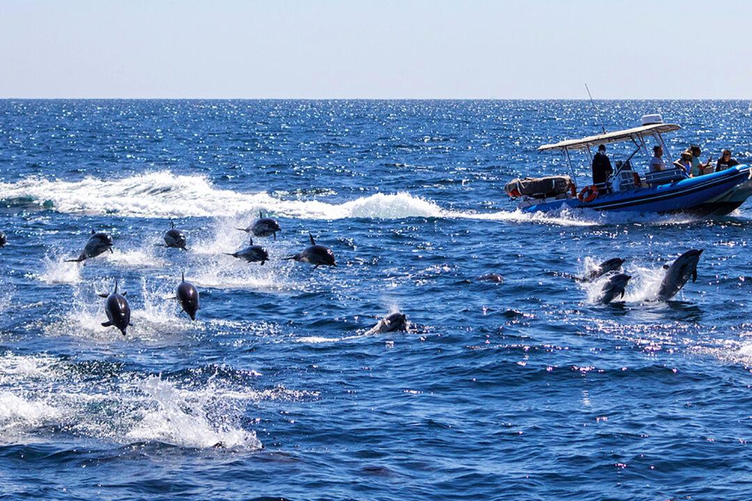 Spectacular 300 Dolphin Stampede Wows Whale Watchers in Southern California