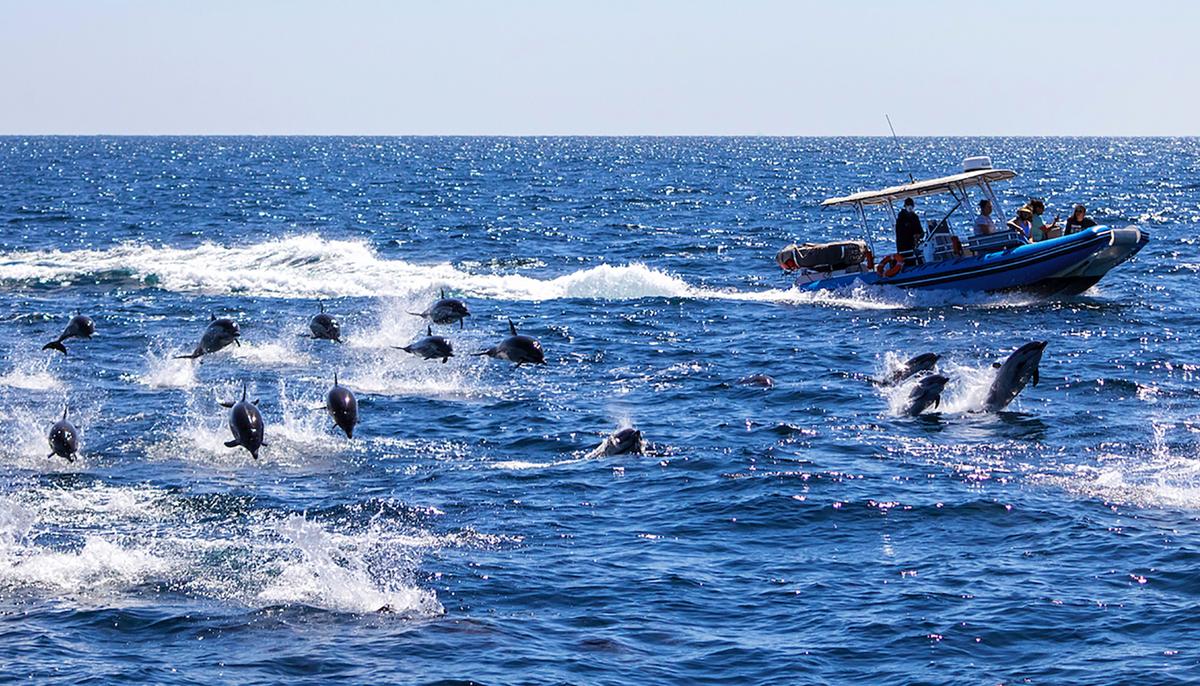 Spectacular 300 Dolphin Stampede Wows Whale Watchers in Southern California