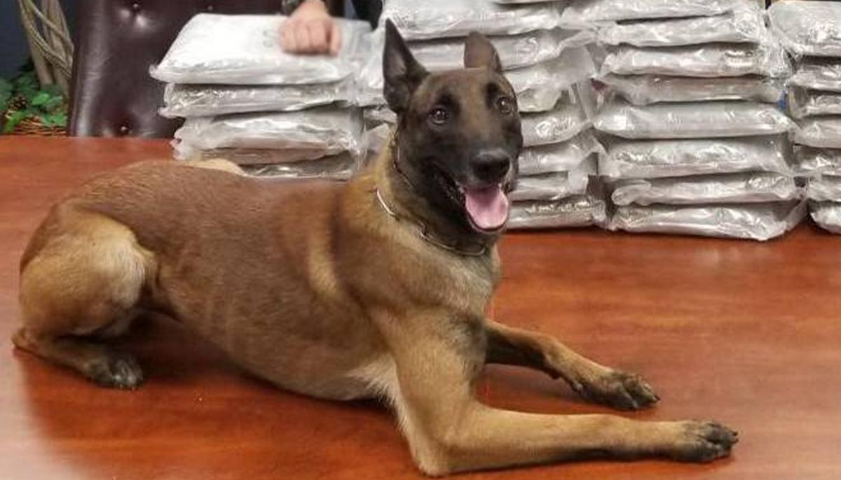High-Performing K9 Officer ‘Apex’ Nabs 4 Drug Traffickers, Car Thieves in Just 30 Days