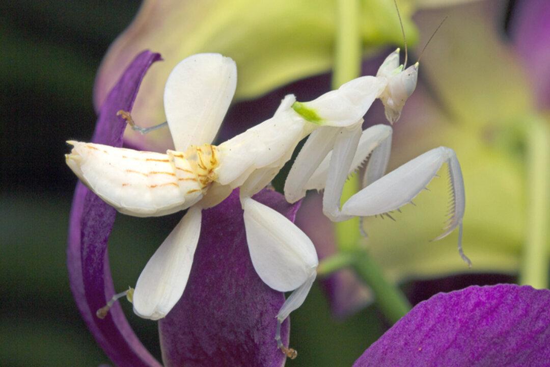 Did That Flower Eat a Butterfly? This Incredible Insect Mimics Orchids Better Than Actual Ones