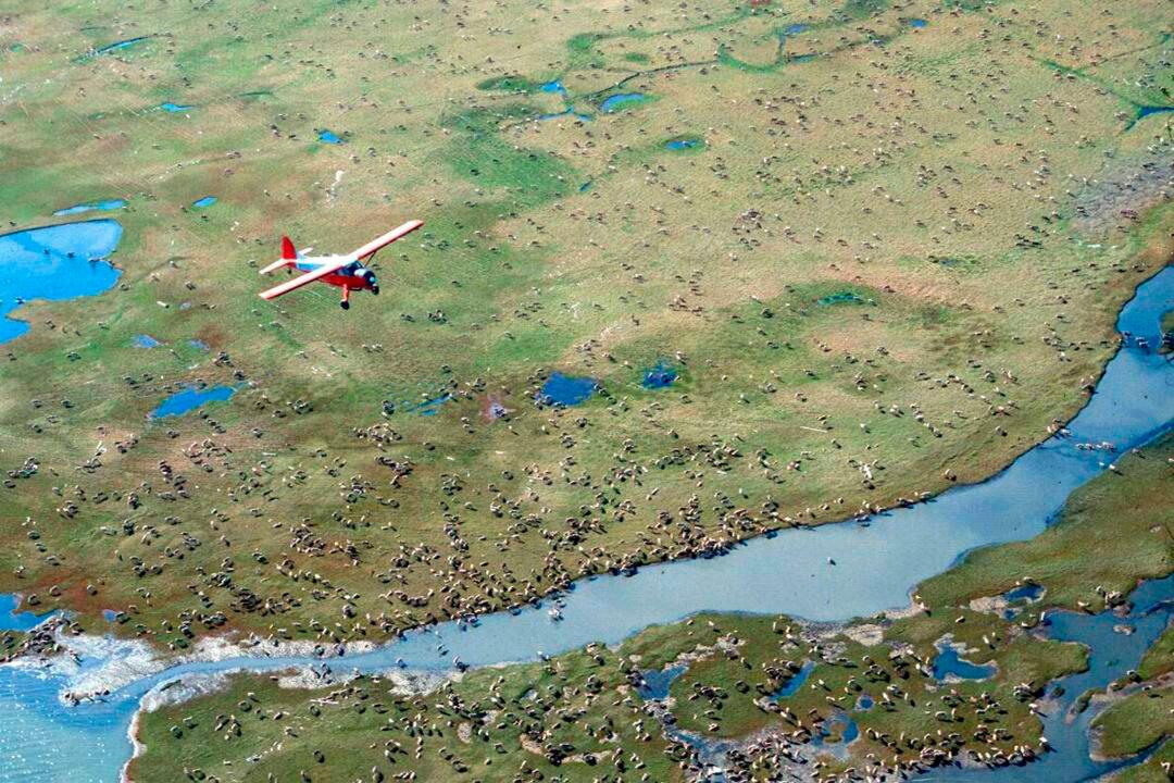 17 Environmental Groups Sue Trump Administration Over Alaska Refuge Oil Plan