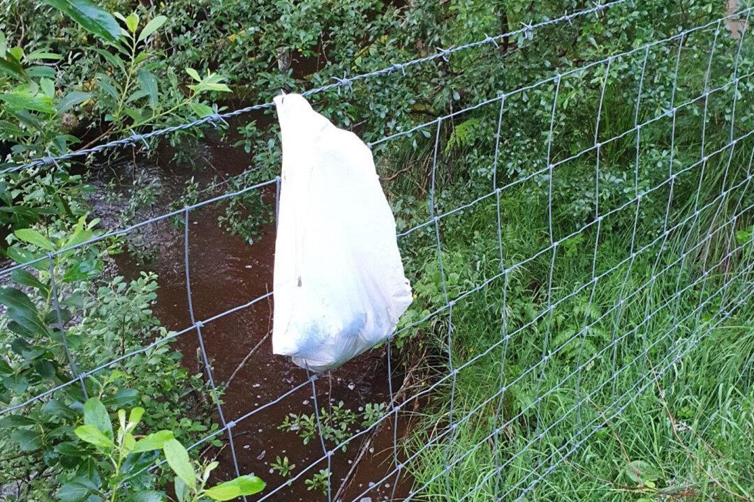 ‘Heartless’: Newborn Puppies Abandoned in Plastic Bag Hung on Barbwire Fence Get Rescued