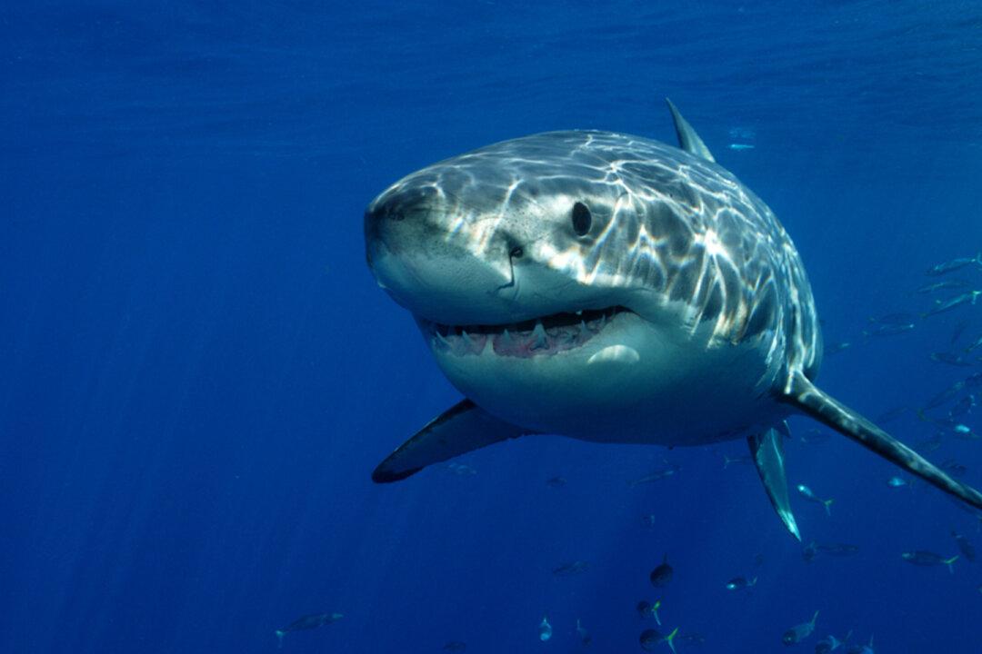 New Dataset Containing 230 Years Worth of Human-Shark Encounters to Help Keep Swimmers Safe