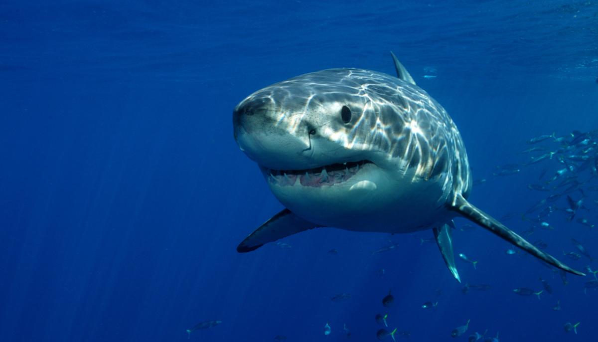 Australian Surfer Repeatedly Punched a Great White Shark to Save His Wife
