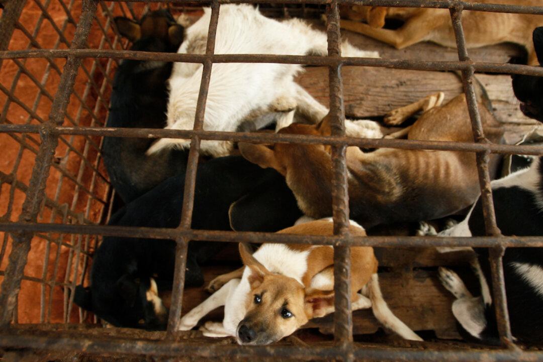 Cambodian Butcher Quits Dog Meat Trade, Shuts Slaughterhouse After 7 Years of Operation