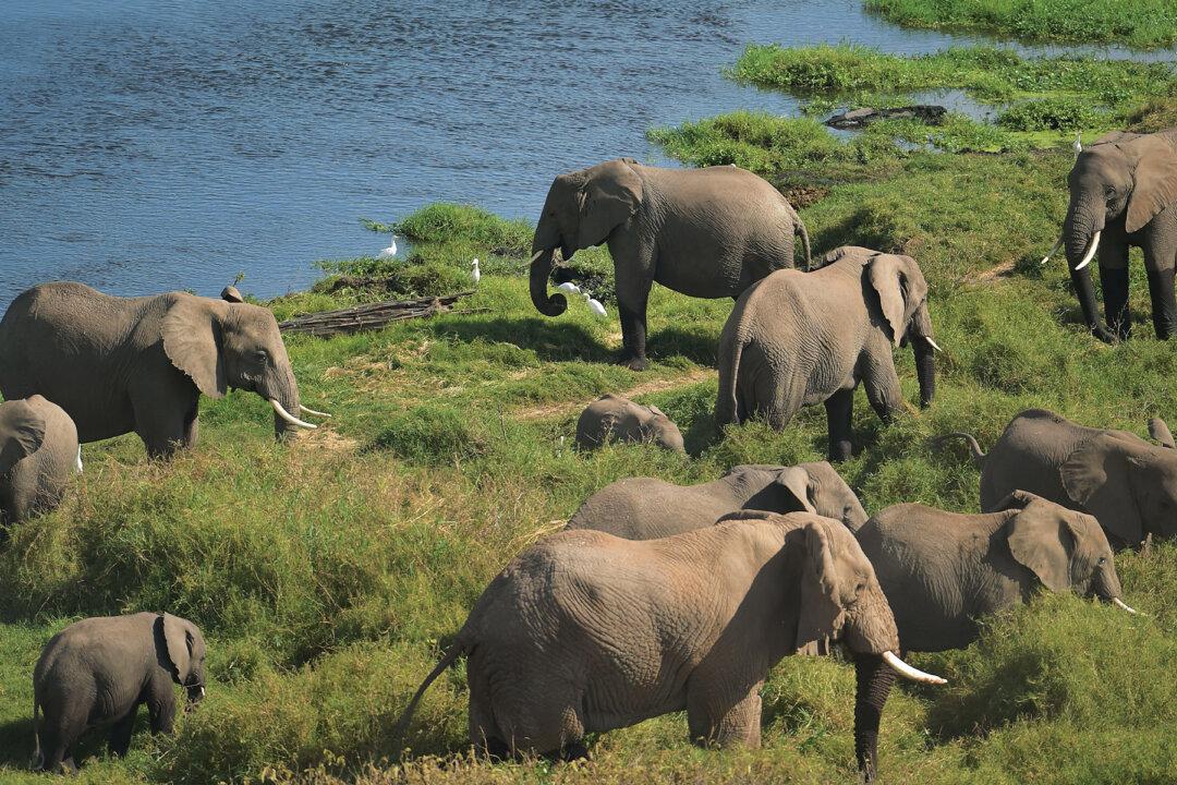 Kenya ‘Tames’ Elephant Poaching, Sees Elephant Numbers Double in Past 3 Decades