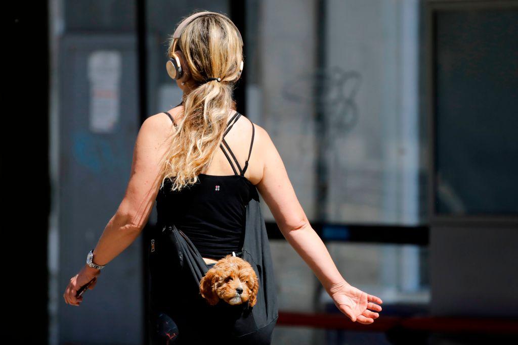 Sydney Police Bust Online Puppy Scam