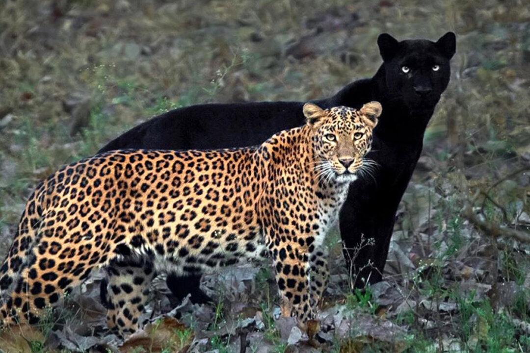 Photographer Takes ‘Once-in-a-Lifetime’ Shot of Black Panther and Spotted Leopard Mate