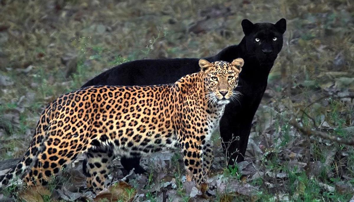 Photographer Takes ‘Once-in-a-Lifetime’ Shot of Black Panther and Spotted Leopard Mate