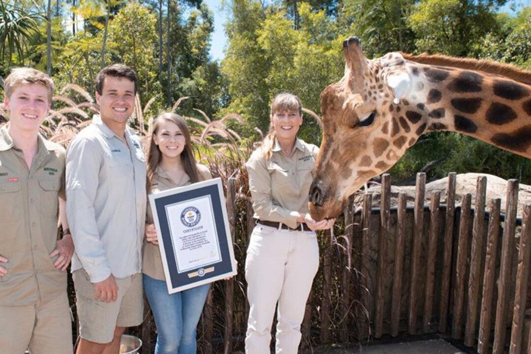 Australia Zoo’s 18-Foot-8-Inch Towering Giraffe ‘Forest’ Is the World’s Tallest