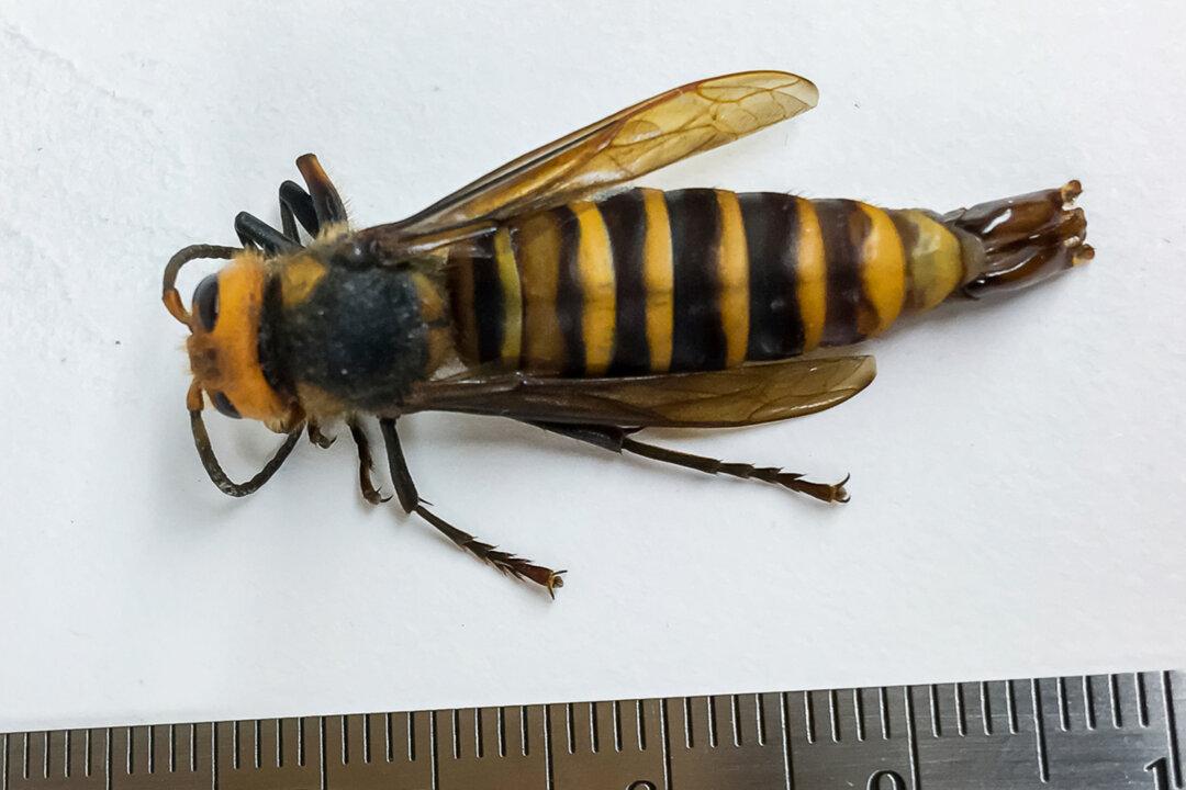 First Male ‘Murder Hornet’ Ever Found in the US Captured in Washington State