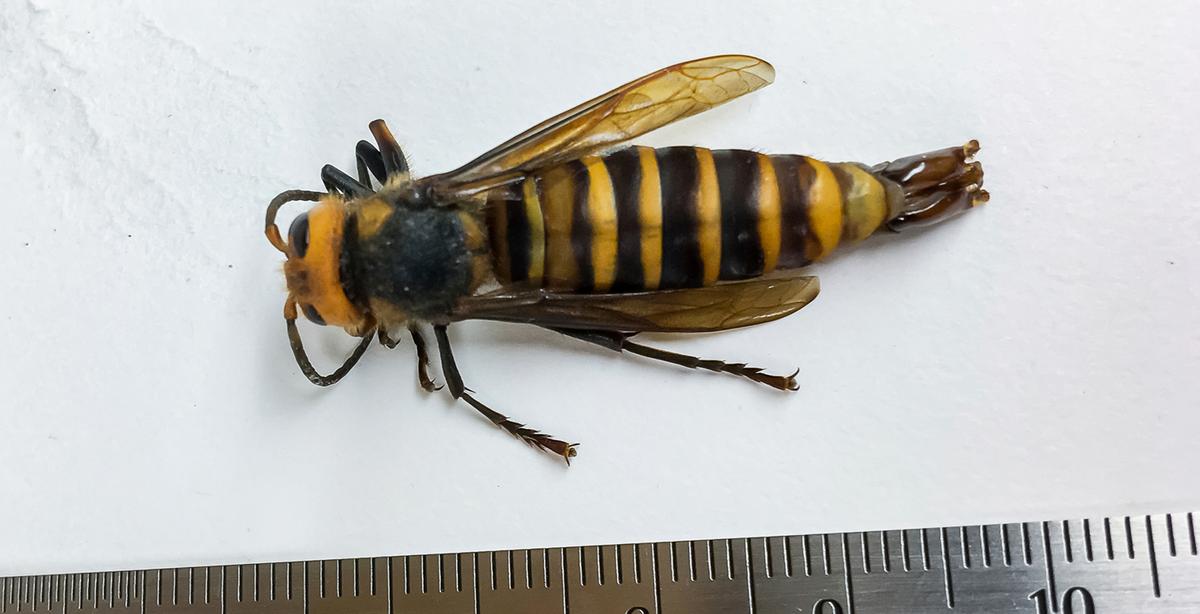 First Male ‘Murder Hornet’ Ever Found in the US Captured in Washington State