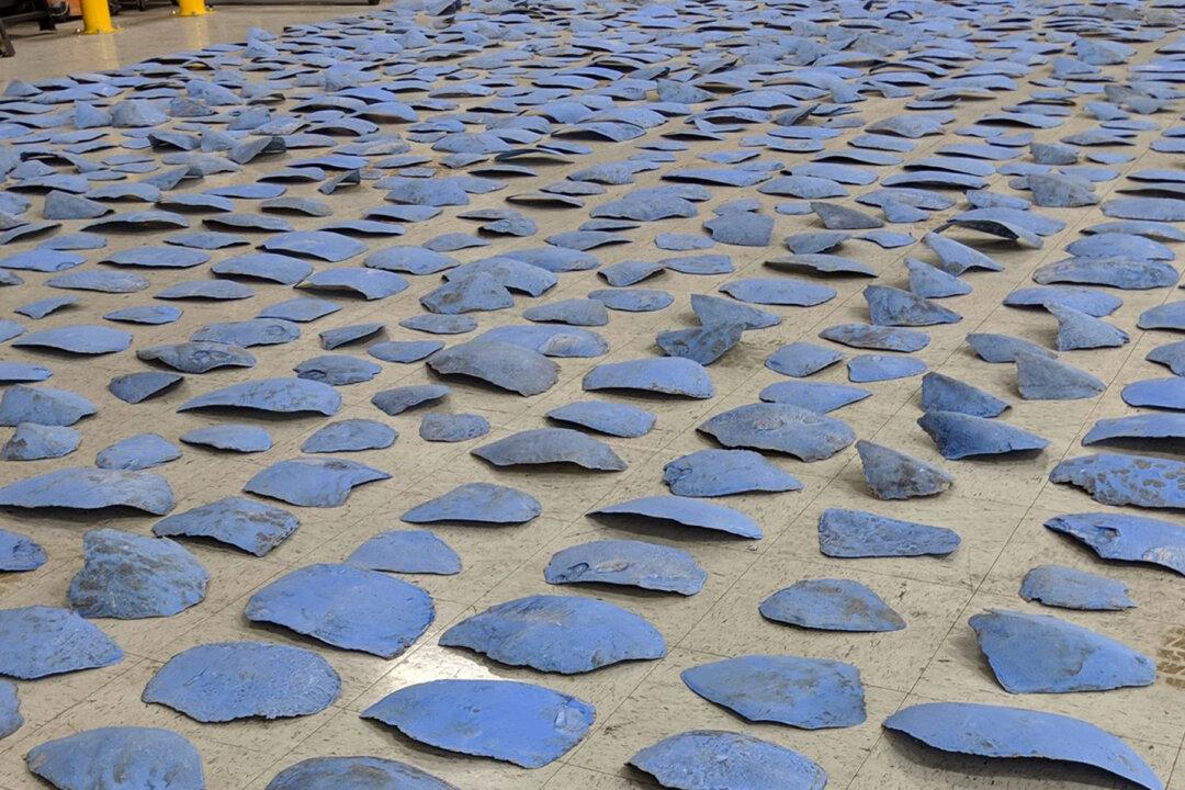 1,400 Turtle Shell Pieces From Endangered Sea Turtles Seized in Illegal Trafficking Shipment