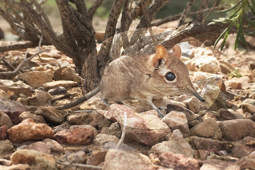Tiny Adorable Elephant Shrew Documented in Horn of Africa for First Time in Nearly 50 Years