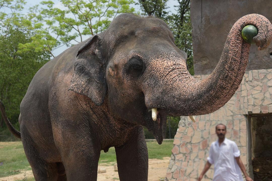 World’s ‘Loneliest Elephant’ Chained for 35 Years Finally Arrives at His New Home