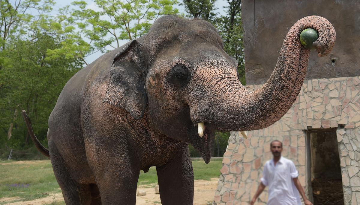 World’s ‘Loneliest Elephant’ Chained for 35 Years Finally Arrives at His New Home