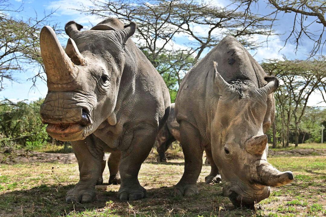 10 Extra Eggs Have Been Harvested From the Last Two Northern White Rhinos Left in the World
