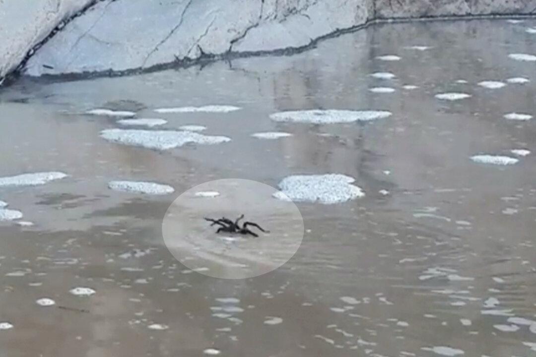 Video Footage Shows a Tarantula ‘Swimming’ in Texas River