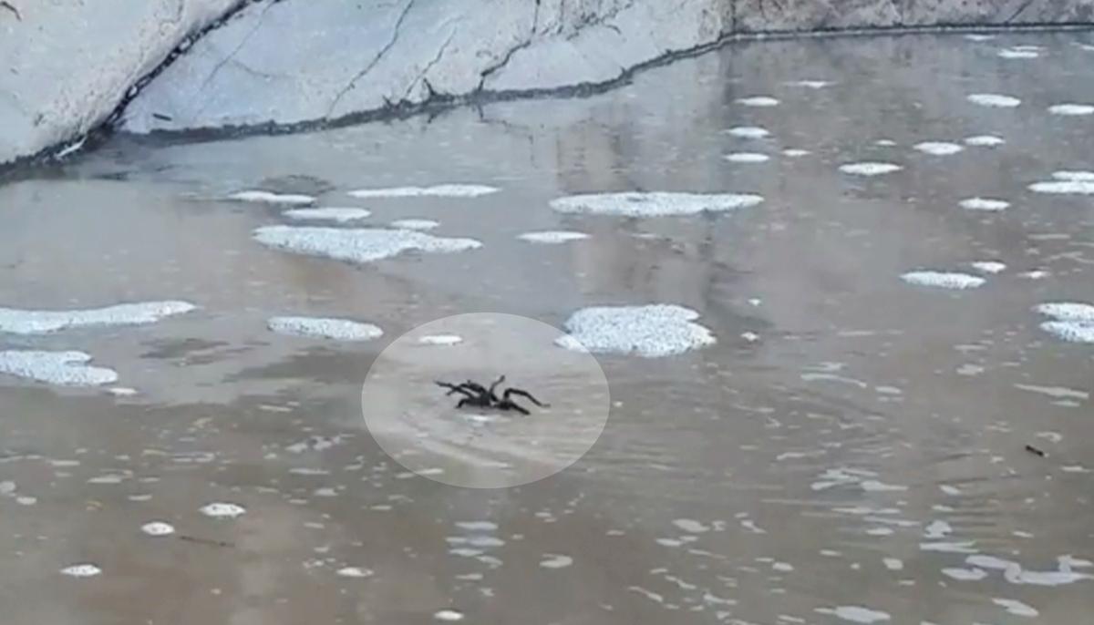 Video Footage Shows a Tarantula ‘Swimming’ in Texas River
