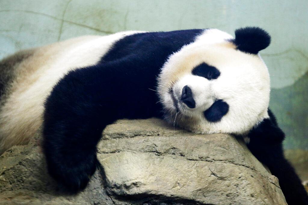 Many Countries Return Giant Pandas, as China’s ‘Panda Diplomacy' Comes to an End