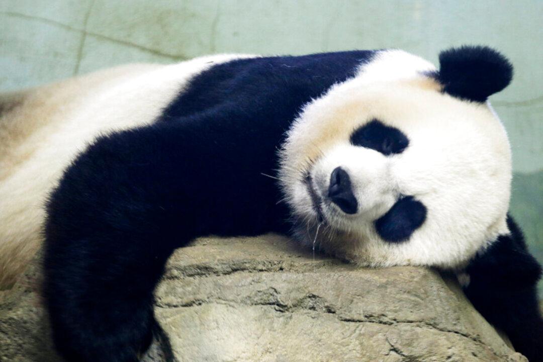 ‘Pure Joy’: 22-Year-Old Giant Panda at US National Zoo Gives Birth to a Healthy Cub