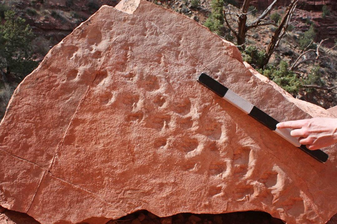 Oldest-Ever Vertebrate Fossil Footprints Found at Grand Canyon Are 313 Million Years Old
