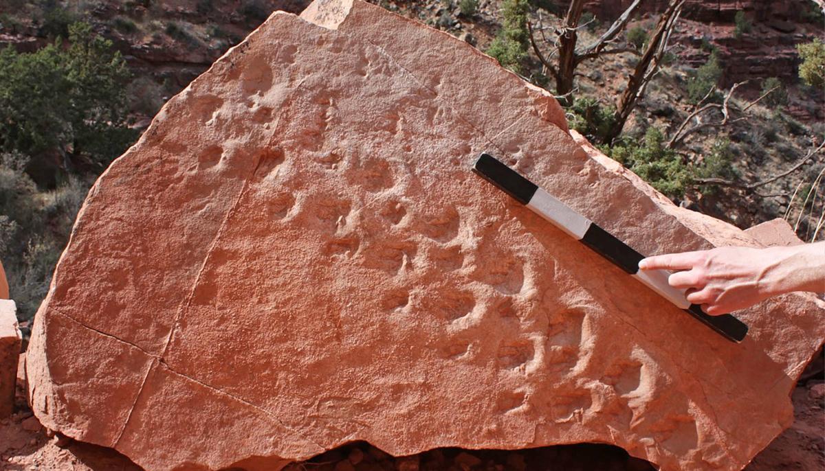 Oldest-Ever Vertebrate Fossil Footprints Found at Grand Canyon Are 313 Million Years Old