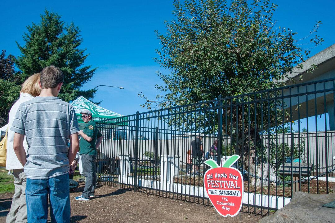 A 194-Year-Old Apple Tree, the Matriarch of the Northwest Apple Industry, Has Died