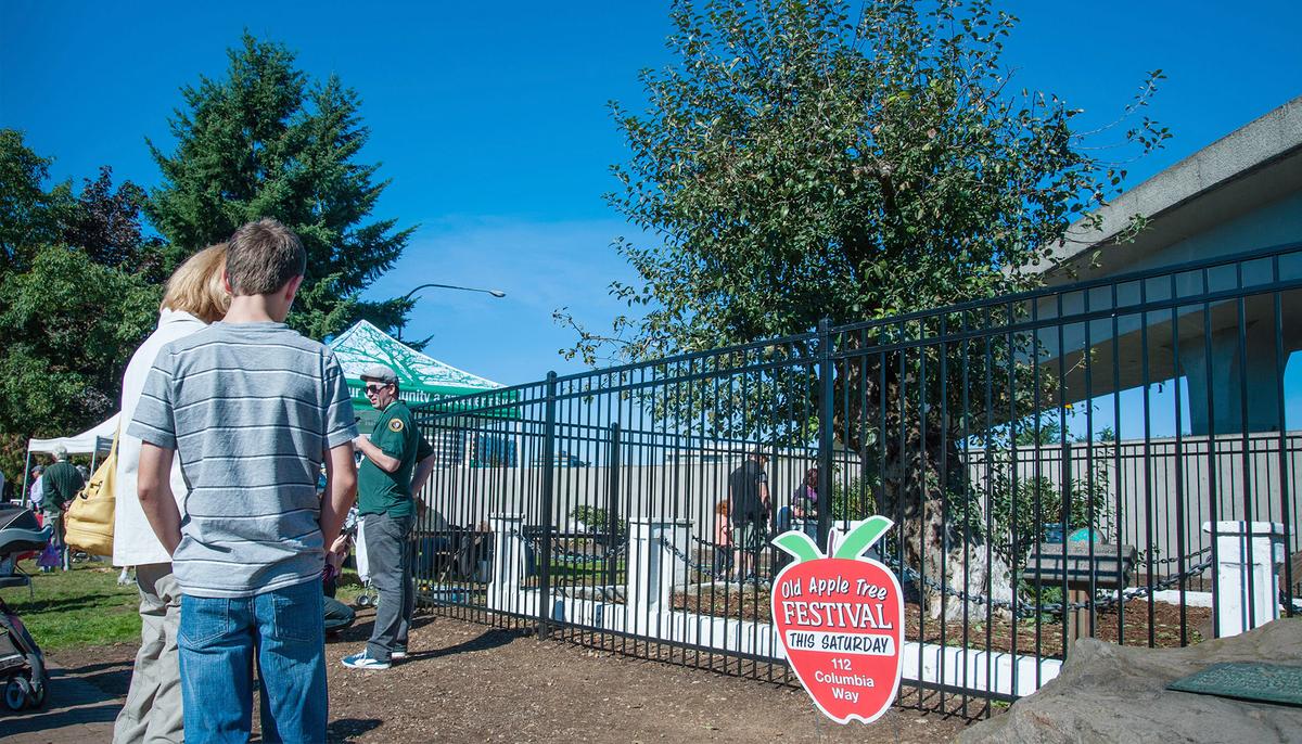 A 194-Year-Old Apple Tree, the Matriarch of the Northwest Apple Industry, Has Died