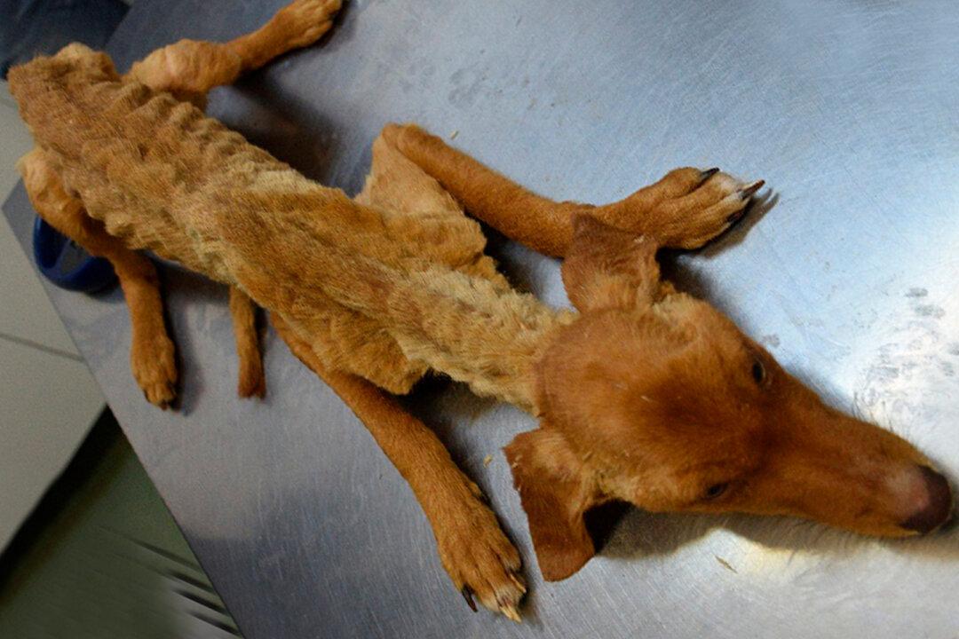 ‘Indisputable Neglect’: Dozens of Severely Malnourished Dogs Rescued From Spanish Farm