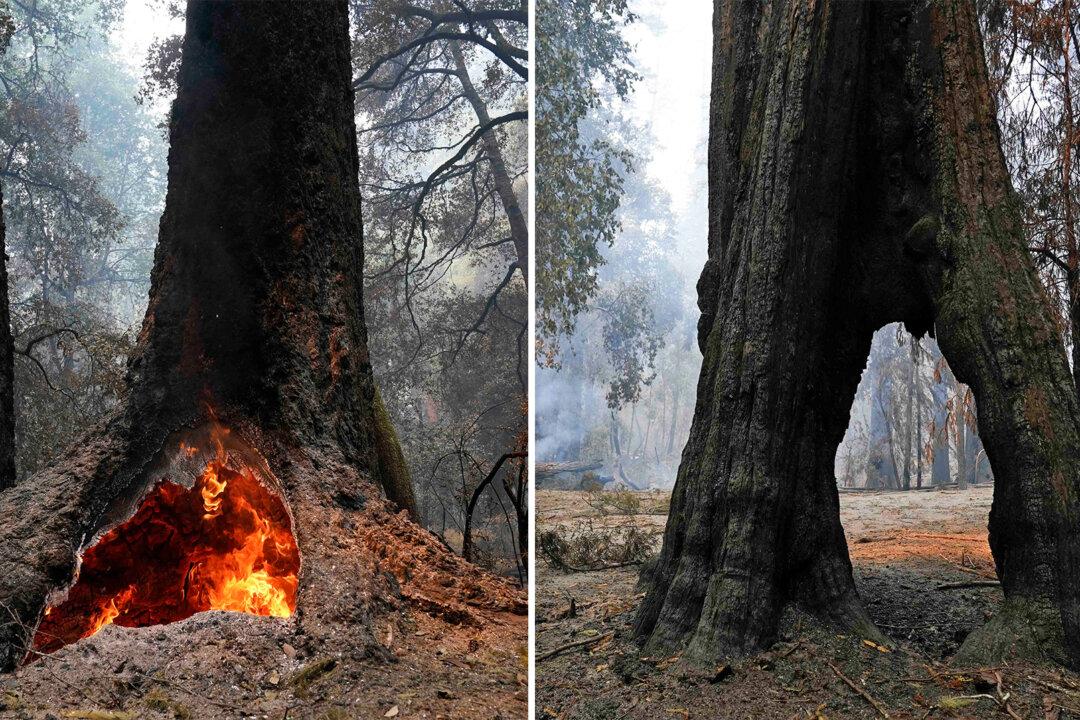 300 ft ‘Mother of the Forest’ Redwood Survives Wildfire Ravaging at California’s Oldest Park