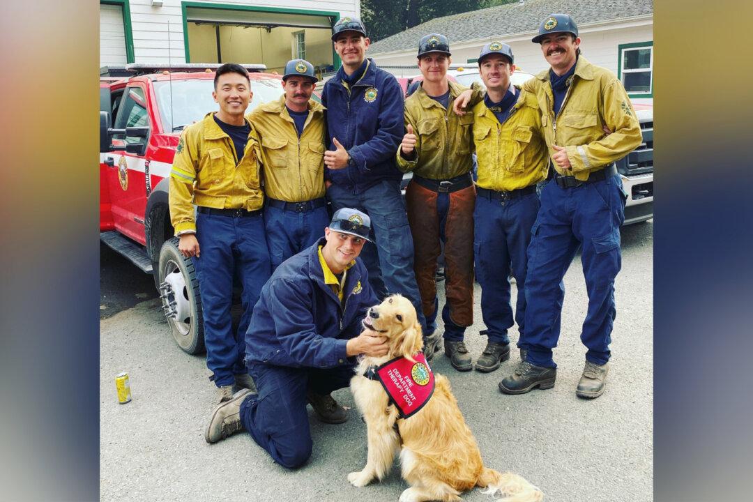 Golden Retriever, 2, Spreads Love and Offers Comfort to Firefighters Battling Woodward Fire