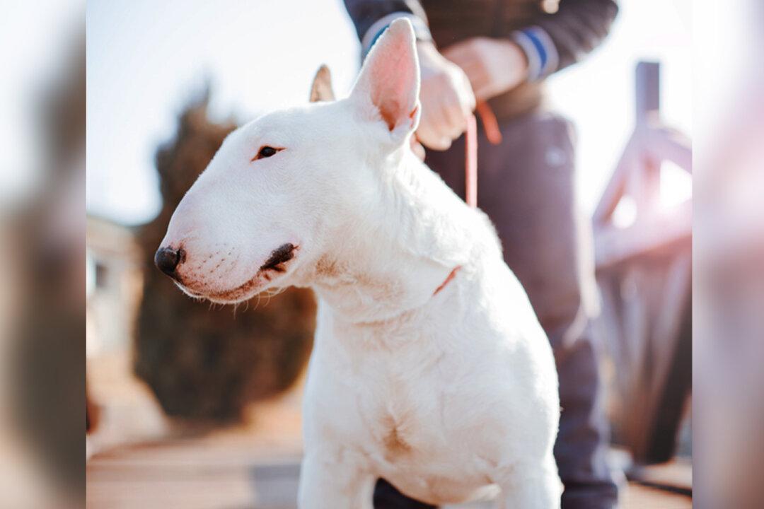 Brave Bull Terrier Shot in the Chest Protecting Owner From Robbers Survives, Wins Animal Hero Award
