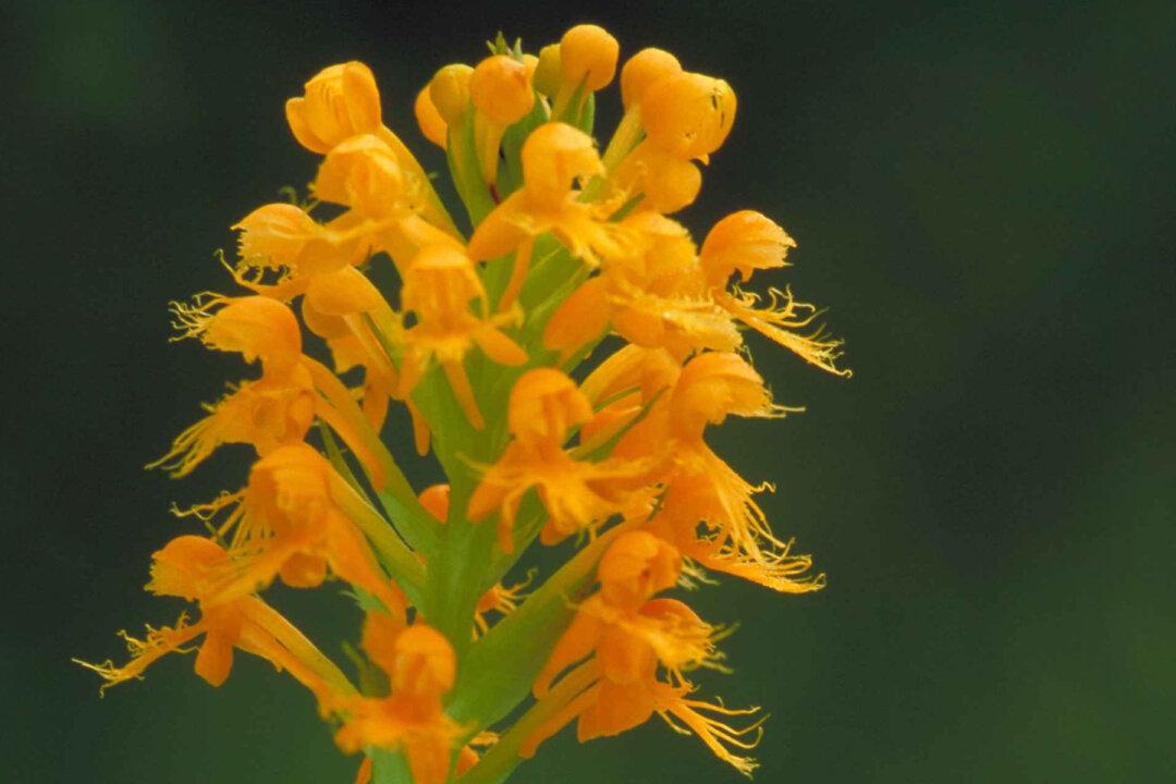 Scientist Rediscovers Lost Orange-Yellow Crested Fringed Orchid 19 Years After Disappearing