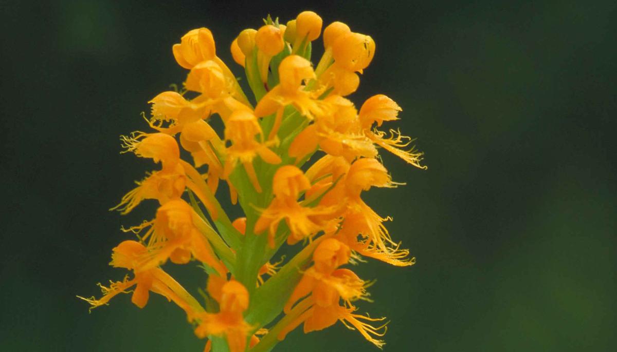 Scientist Rediscovers Lost Orange-Yellow Crested Fringed Orchid 19 Years After Disappearing