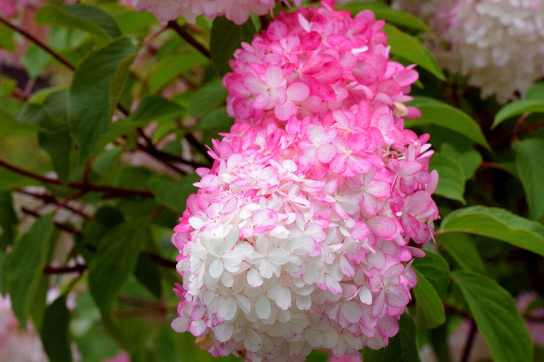 The Vanilla Strawberry Hydrangea Is a Sweet and Beautiful Addition That Your Garden Needs