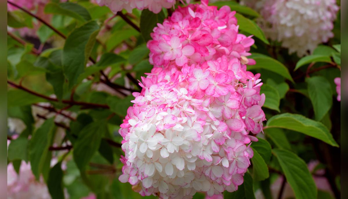 The Vanilla Strawberry Hydrangea Is a Sweet and Beautiful Addition That Your Garden Needs