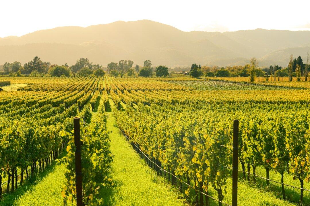 Wine Talk: California Wine Country, a Paradise Lost