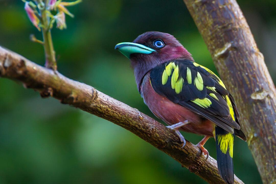 The Gorgeous Banded Broadbill Will Charm You With Its Striking Paint-Splashed Plumage