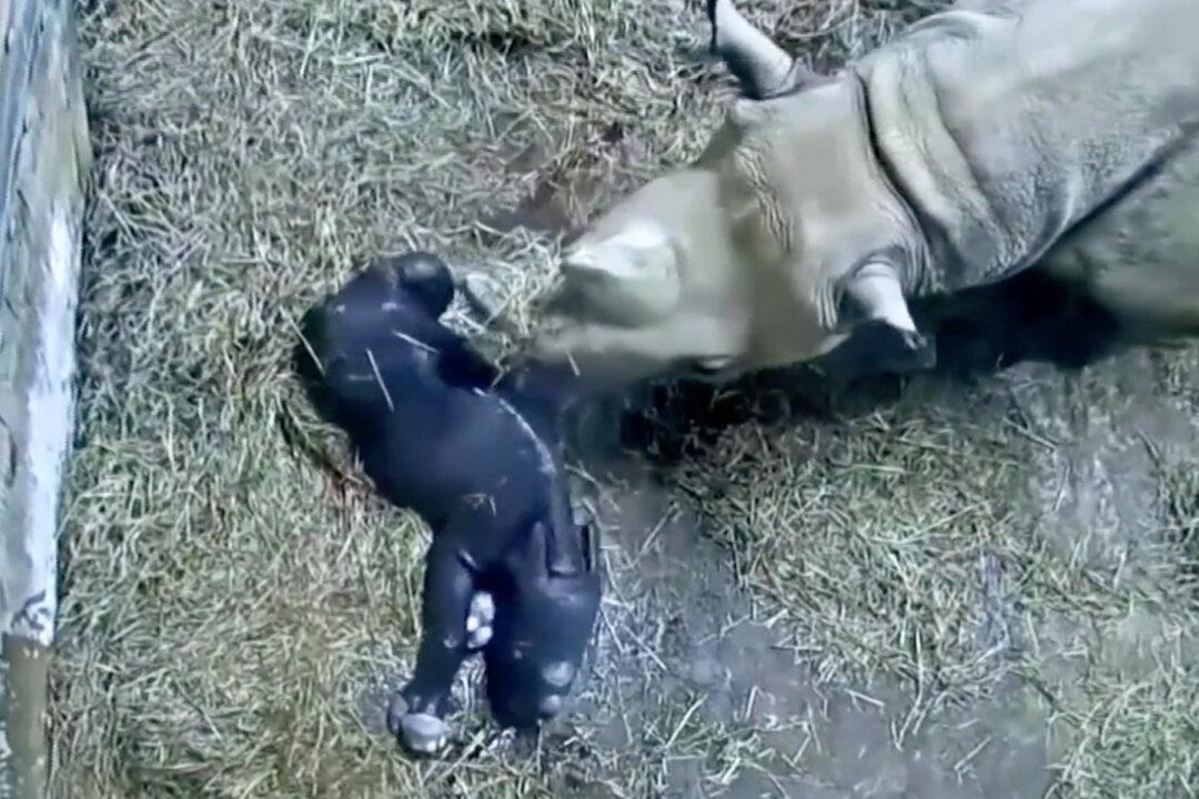 Brand-New Eastern Black Rhinoceros Calf Born at Cincinnati Zoo–and the Footage Is Adorable