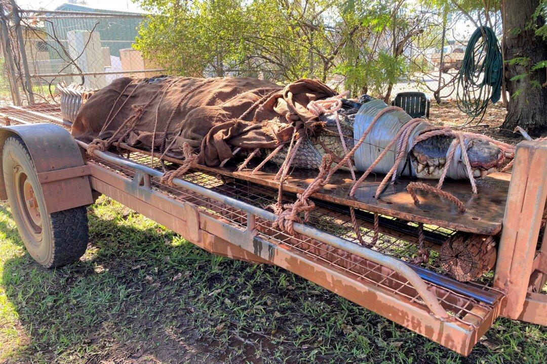 770-Pound Crocodile Caught at Outback Tourist Destination