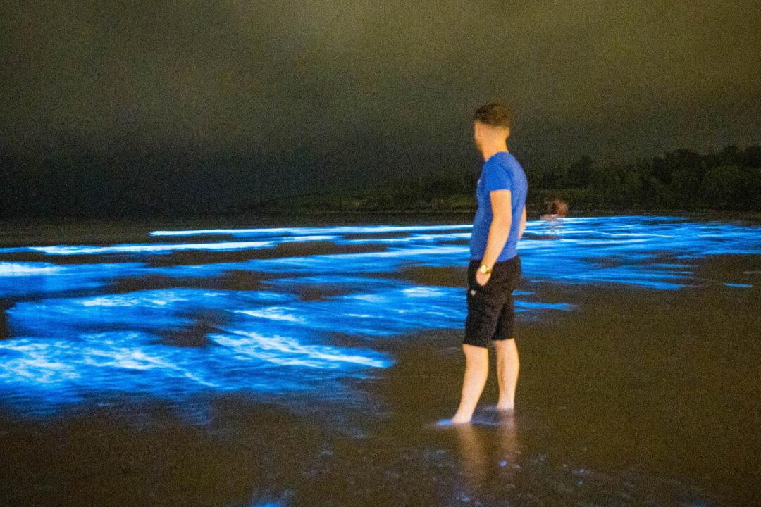 ‘Sea Sparkle’: Rare Bioluminescence Lights Up the Waves at Irish Beach