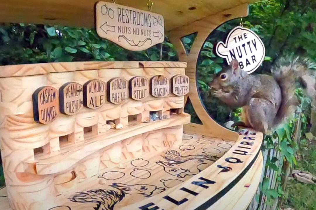 Man Builds a Backyard Squirrel Bar With Seven Varieties of Nuts on Tap