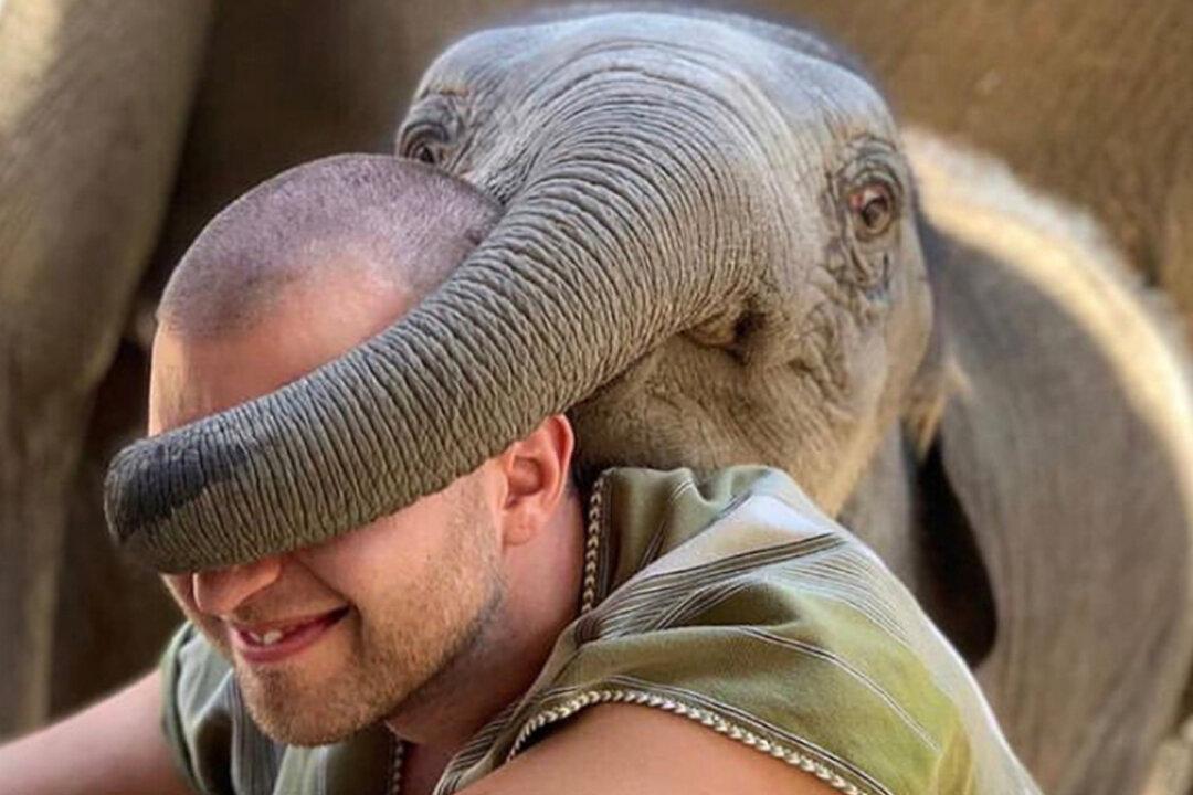 Adorable Pictures Show Playful Elephants Playing a Game of ‘Guess Who’ With Tourists