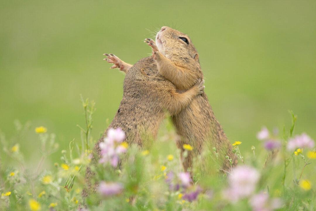Photographer Captures a Sweet Image of Two Adorable Squirrels Sharing a Hearty Hug