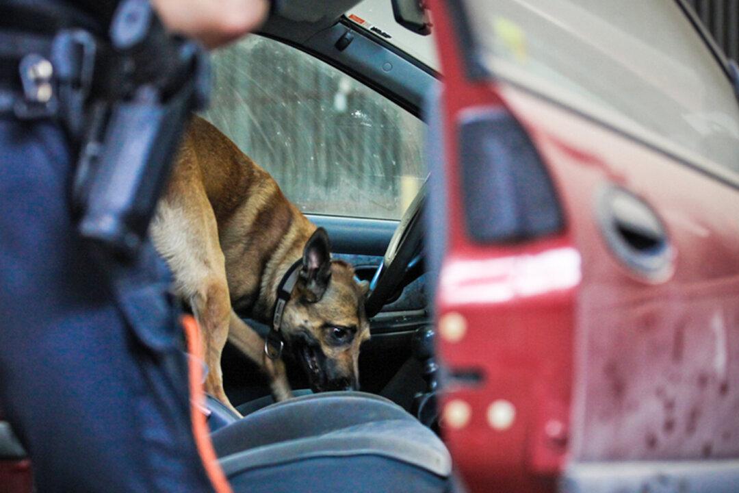 ‘Good Boy!’ Florida K9 Officer Sniffs Out 907 MDMA ‘Ecstasy’ Pills During Traffic Stop