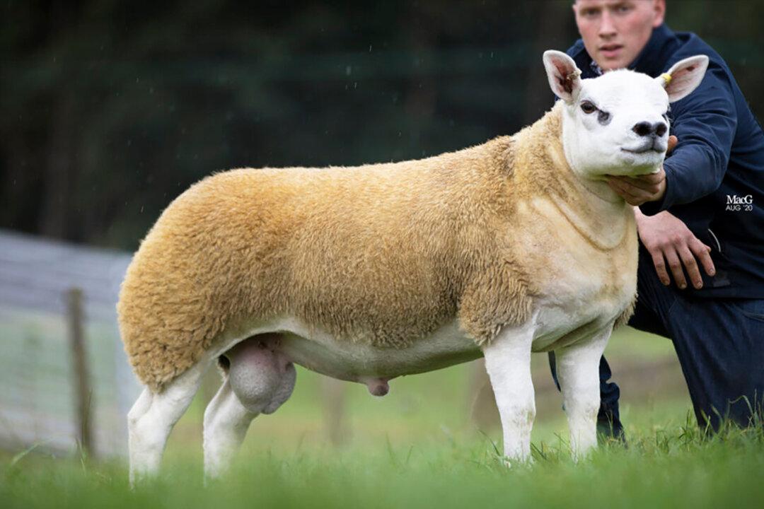The World’s Most Expensive Sheep Has Just Been Purchased for $490,000 in Scotland